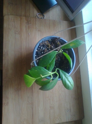 obscura longipedunculata - 0 colectie hoya 2013