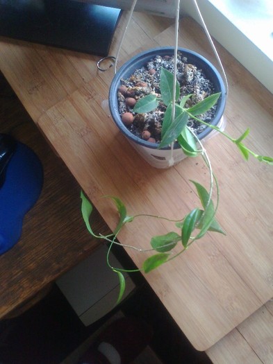 filiformis densifolia - 0 colectie hoya 2013