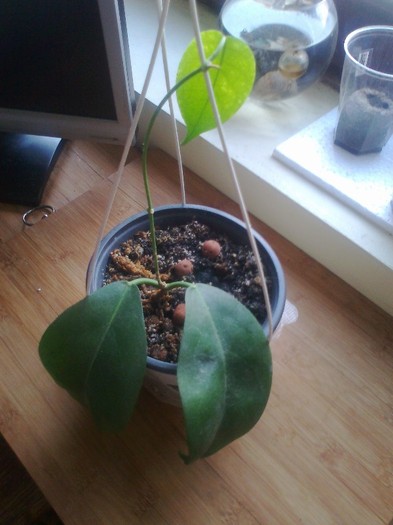 naumanii - 0 colectie hoya 2013
