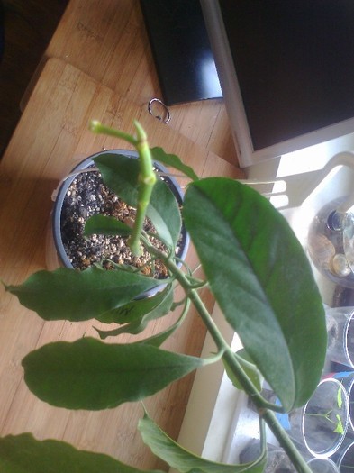 multiflora - 0 colectie hoya 2013