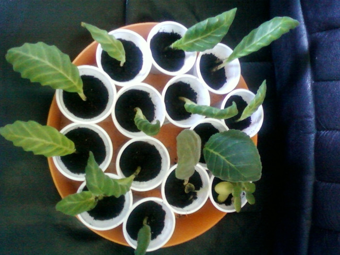 gloxi tigrina red - gradinita mea