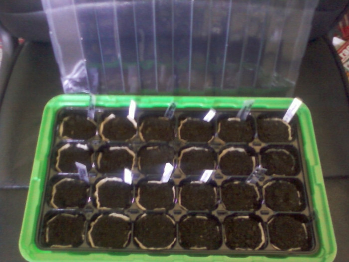 seminte la germinat...; 14 martie 2012
