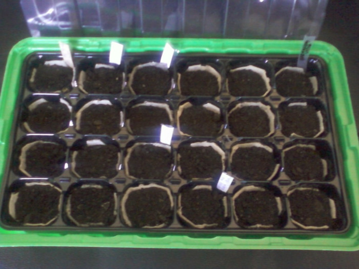 seminte la germinat...; 14 martie 2012
