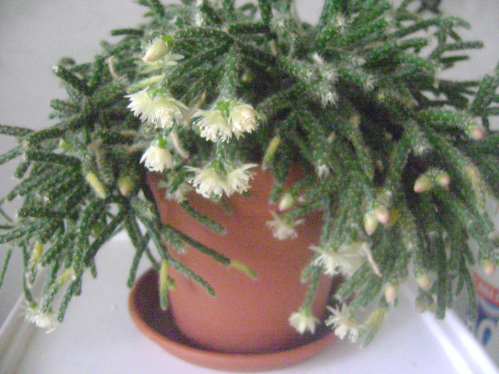 rhipsalis pilocarpa - Adenium Hoya si alte plante suculente