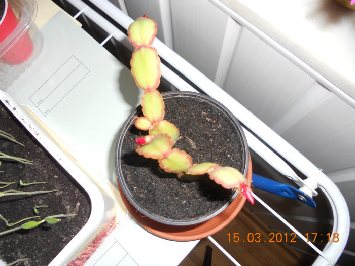 DSCN0107 - Schlumbergera 2011-2012