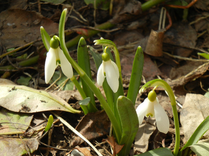Snowdrops (2012, March 14)