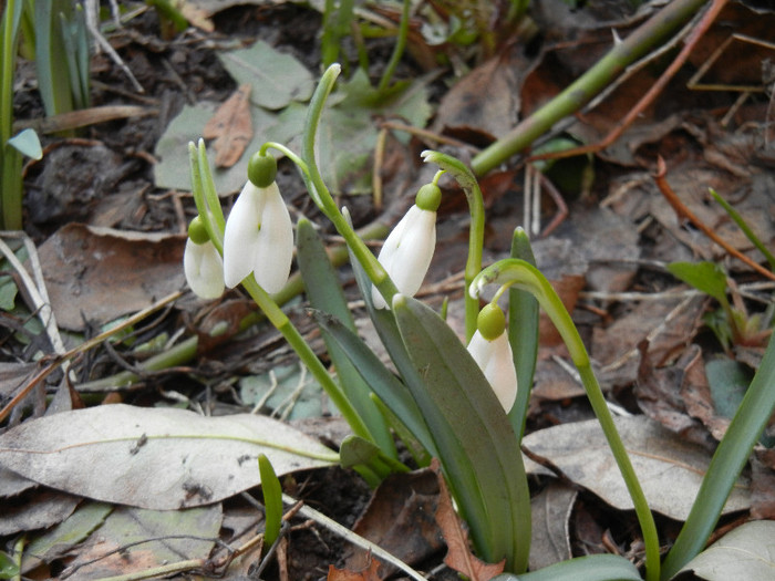 Snowdrops (2012, March 15)