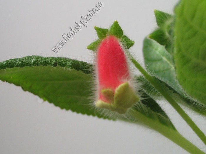 NEW - Kohleria Nasca; 2012
