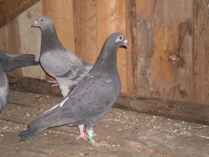 Voiajori femele 2011