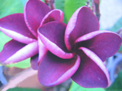 mai thai - PLUMERIA asa vor arata