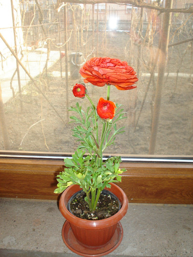 ranunculus; ranunculus
