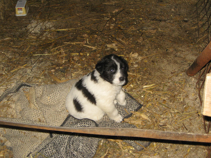mascul 1 luna
