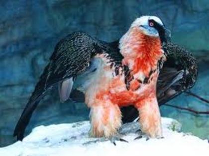images (5) - vulturul cu cap alb