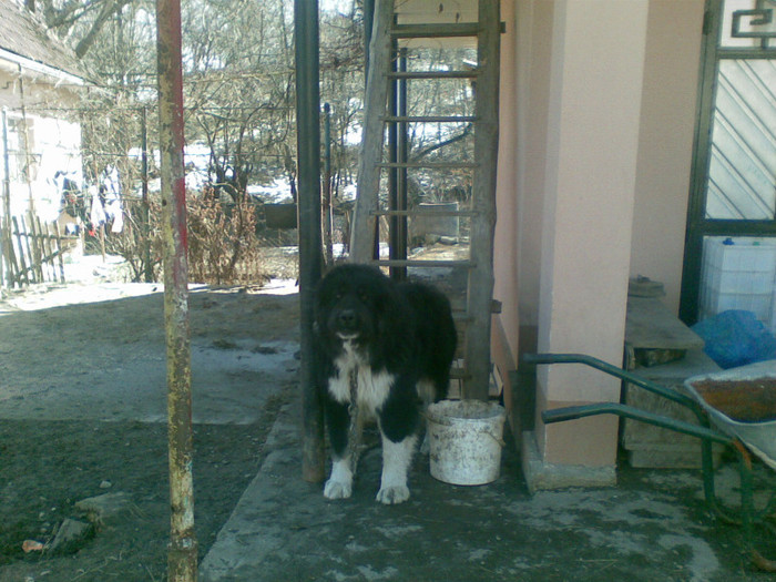 15032012; mascul 8,5luni
