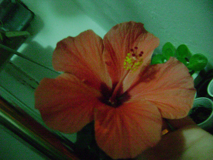 DSC08381 - hibiscus 2012