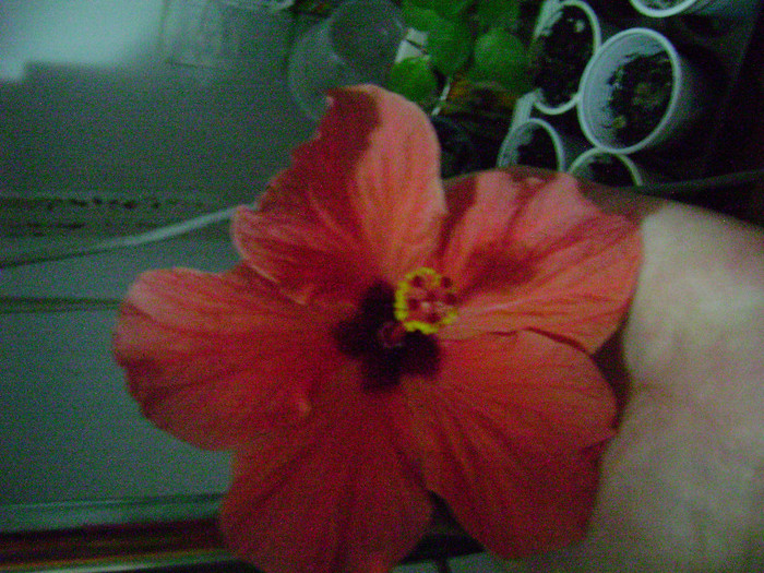 DSC08379 - hibiscus 2012