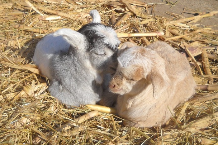 jfjgdkjf 165; Pufosii
