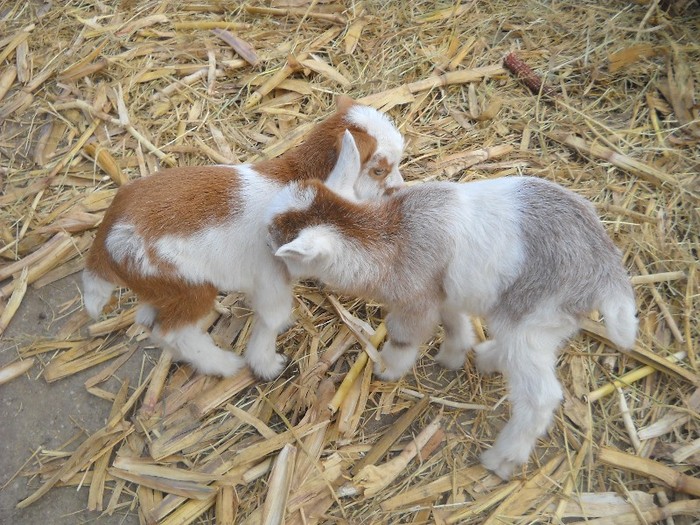 jfjgdkjf 196; Fumurencele.
