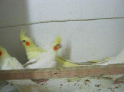 61784449_KRFABDF - NIMFELE MELE