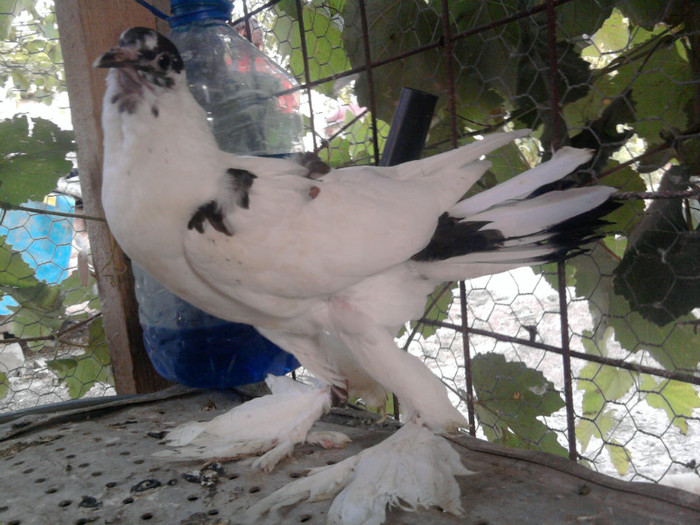 pui gusat