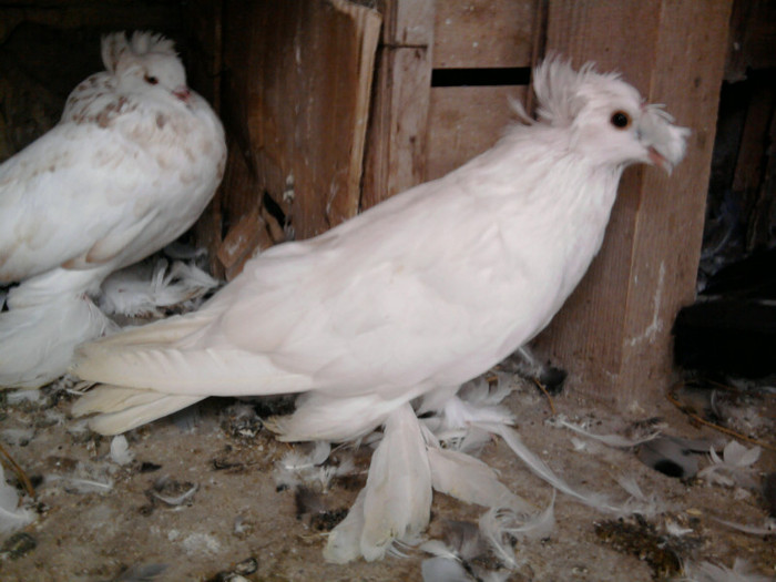 Fotografie0582 - t PORUMBEI VANDUTI amintiri frumoase