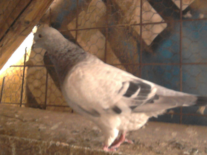 Fotografie0661 - t PORUMBEI VANDUTI amintiri frumoase
