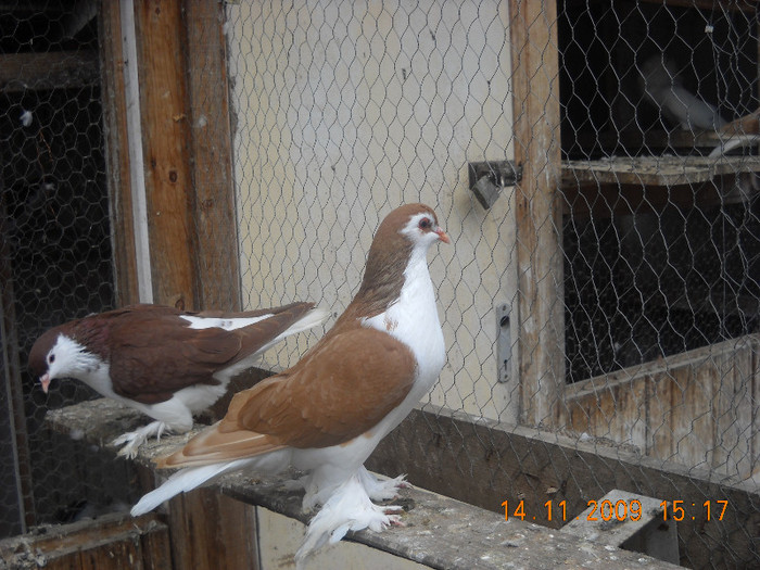 DSCN0055 - Porumbei pe care nu- mai detin-Lahore-Gulerati