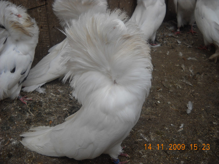 DSCN0059 - Porumbei pe care nu- mai detin-Lahore-Gulerati