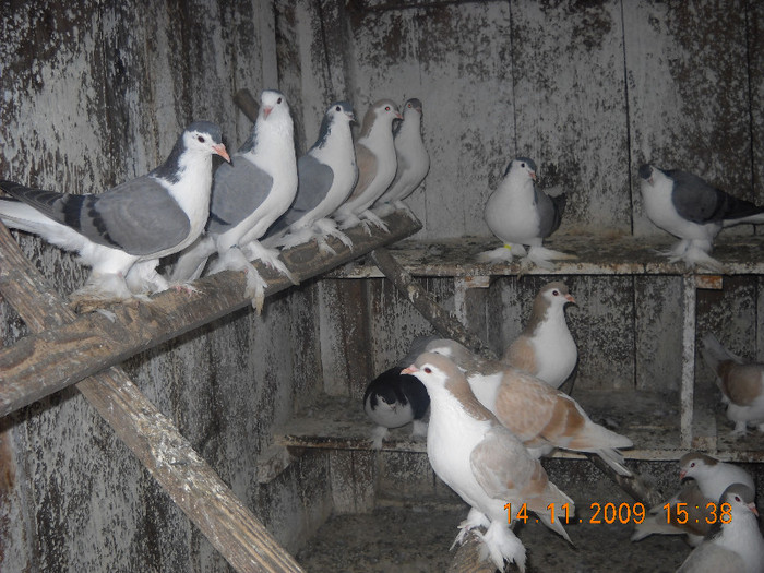 DSCN0077 - Porumbei pe care nu- mai detin-Lahore-Gulerati