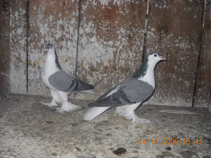 DSCN0079 - Porumbei pe care nu- mai detin-Lahore-Gulerati