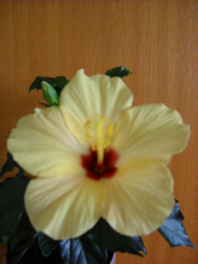 15.mar.2012 am inflorit - HIBISCUS - 2012