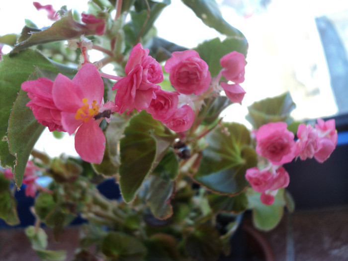 DSC02780 - 2012_Begonia Doublet