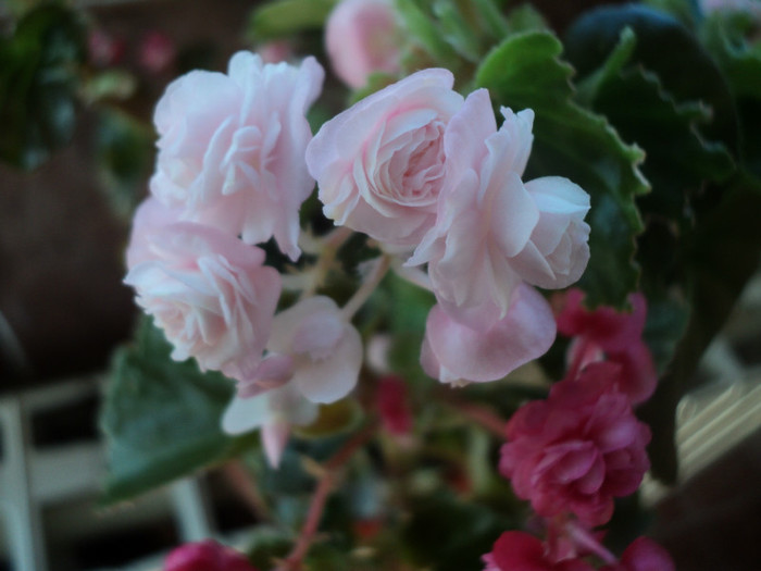 DSC02790 - 2012_Begonia Doublet