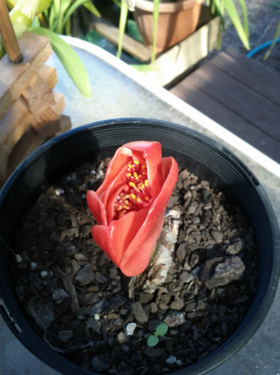  - Haemanthus coccineus