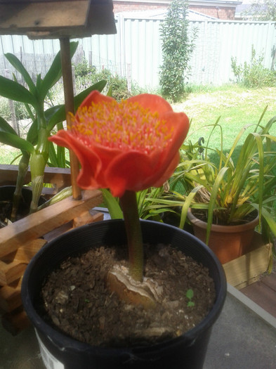  - Haemanthus coccineus