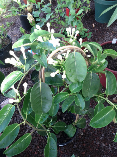  - Stephanotis floribunda