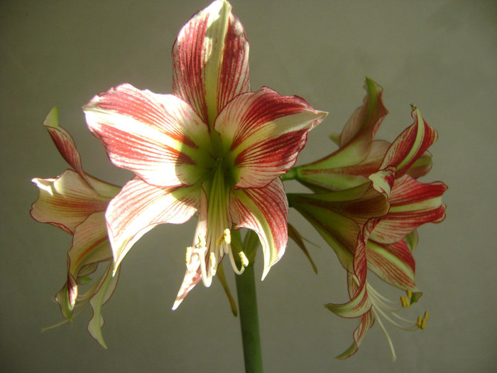 Hippeastrum Exotic Star