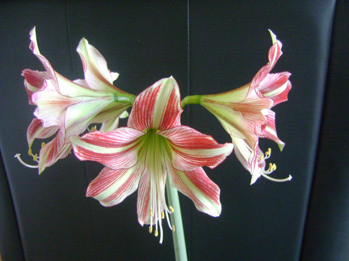 H.Exotic Star - AMARYLLIDACEAE-Hippeastrum