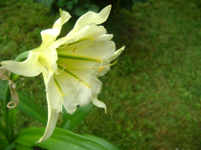  - Hymenocallis Sulphur Queen