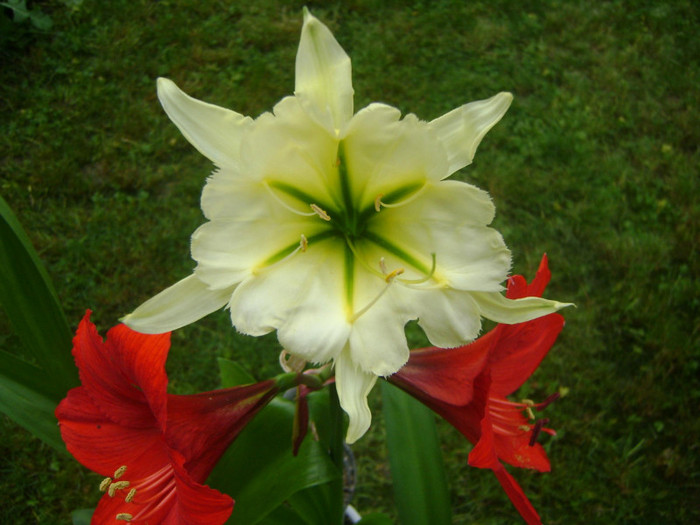  - Hymenocallis Sulphur Queen