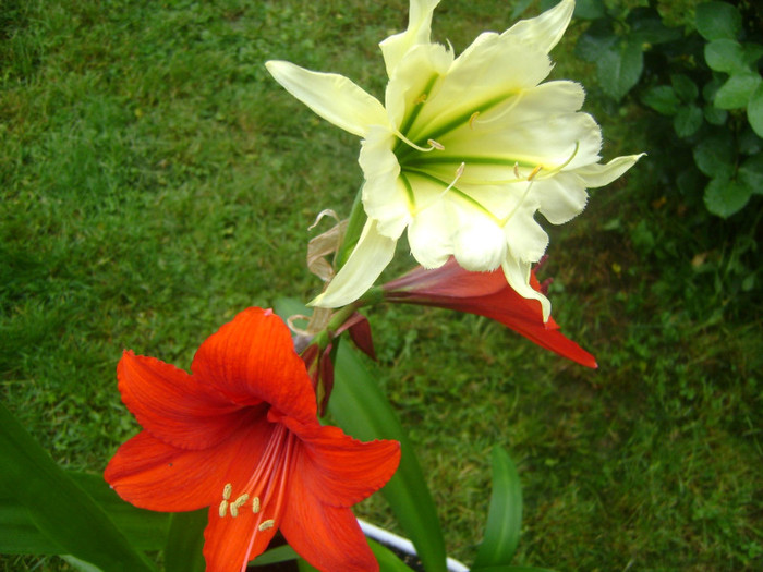  - Hymenocallis Sulphur Queen