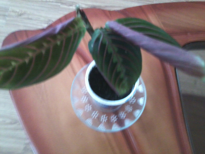 maranta -multumesc adriana