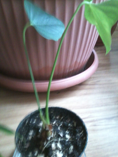 anthirium alb -multumesc adriana