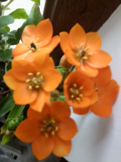 ornithogalum dubium