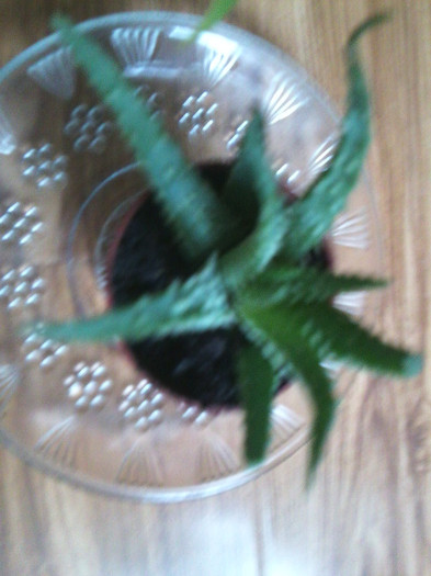 aloe humilis -multumesc adriana