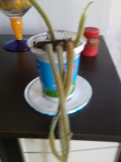 mrs. flori - cactusi si suculente