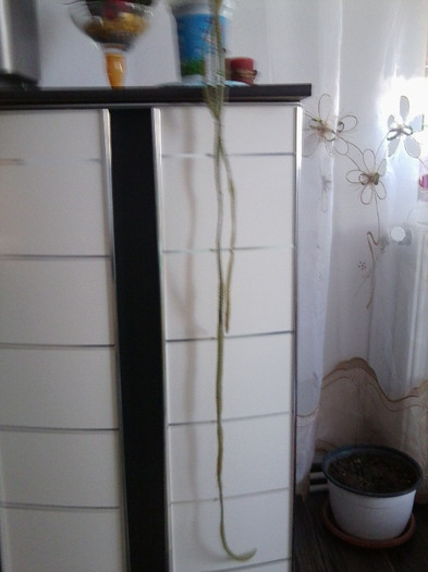 Fotografie2985 - cactusi si suculente