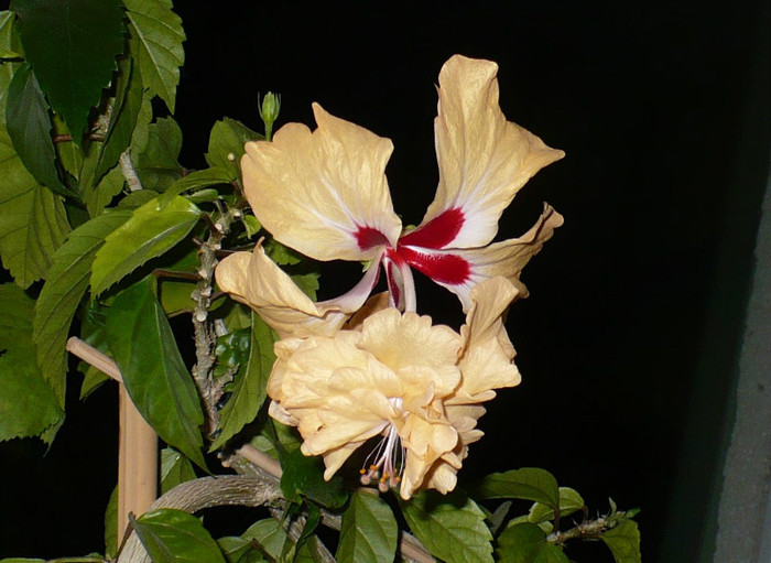 P1370533