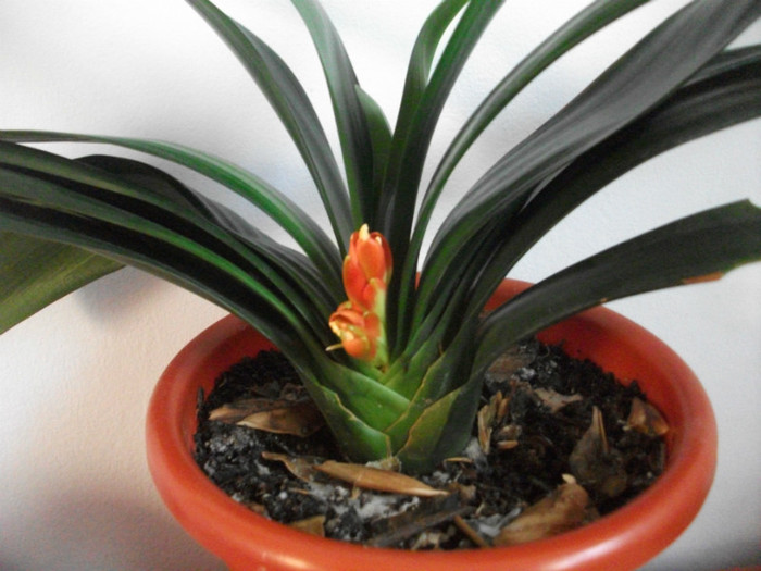 16.03.2012 - clivia