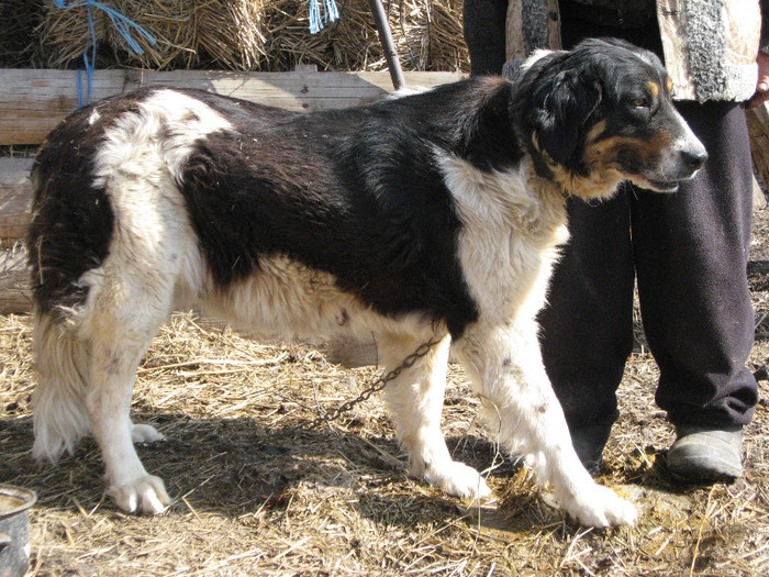 femela